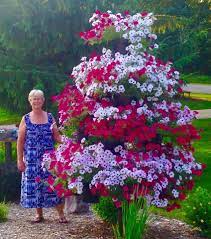 We Absolutely Love To Sit And Watch The Traffic Drive By Our Store And Rubberneck When They See All The Flowers One Of Our M Plants Petunias Amazing Flowers