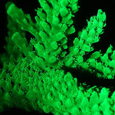 Image result for Acrotome hispida