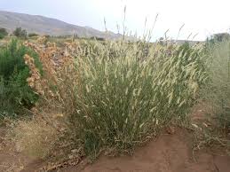 Image result for Cenchrus