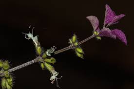 Image result for Syncolostemon bracteosus