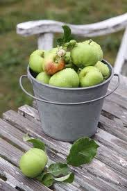Epingle Sur And Fruits