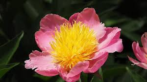 Bright pink flower with yellow center in green foliage. Pink Flower Yellow Center Pink Yellow Flower Center Macro Nature Floral Petal Purple Pikist