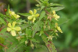 Image result for Ludwigia leptocarpa