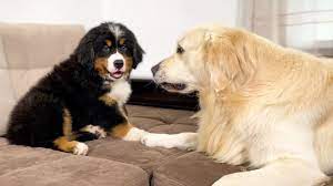 Golden retriever mixes—as with any crossbreeds—are more uniquely colored and have more varied personalities than purebreds. Golden Retriever Meets New Bernese Mountain Dog Puppy For The First Time Youtube