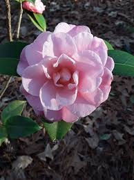 Camellia Nuccio S Cameo In 2020 With Images Flowers Rose Plants