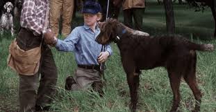 Disney plus' togo is a wonderful two hours of willem dafoe saying, 'good dog!' the pleasures of togo, the latest (and to my mind, best) original disney plus movie, largely hinge on the simple joy of watching dafoe interact with dogs, as a good half of his dialogue consists of good dog! or come. Best Dog Movies On Disney Plus Canine Centric Content Worth Watching