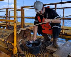 Offshore oil rig worker checking. Thai Oil Rig Workers Rescue Dog Found 220 Kilometers Offshore World Chinadaily Com Cn