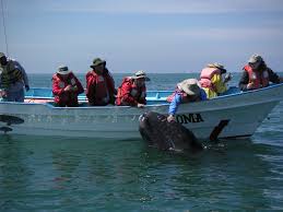 Undoubtedly, baja california is considered one of the best destinations to watch wild whales in their natural habitat. Frequently Asked Questions Baja Whale Watching Whale Watching Tours Baja Mexico Baja Airventures