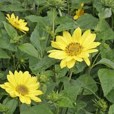 Staudensonnenblume Mehrjahriger Blutenschmuck Staudenbeet Pflanzen Mehrjahrige Pflanzen