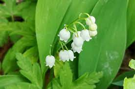 Check spelling or type a new query. Lily Of The Valley Something So Beautiful Be Poisonous