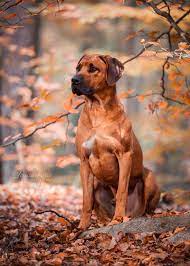 Vereinsübergreifende rhodesian ridgeback plattform mit forum, chat, züchtertafeln, ausstellungsergebnissen und wurfmeldungen. Rhodesian Ridgeback Zuchter Bei Welpen De