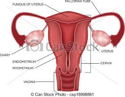 Uterus And Ovaries Organs Of Female Reproductive System