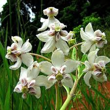 Image result for Gomphocarpus glaucophyllus