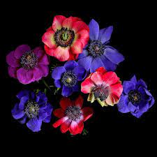 Anemone By Magda Indigo Anemone Flower School Flower Decorations