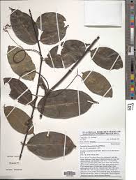 Image result for Landolphia rufescens