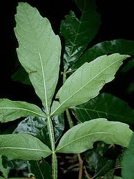 Image result for Paullinia pinnata