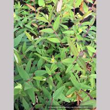 Image result for Hypericum humbertii