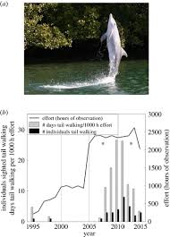 Tail Walking In A Bottlenose Dolphin Community The Rise And