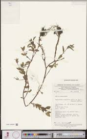 Image result for Antherotoma senegambiensis