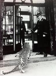 Black And White Cheetah Photography Free Pass Black And White Aesthetic Black And White Photo Wall Black And White Picture Wall