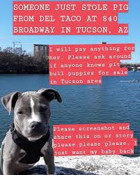 Pitbull pupies for sale in usa. Puppy Pit Bull Pig Stolen In Tucscon Az Squat The Planet