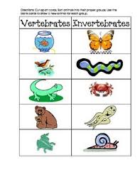 Invertebrate And Vertebrate Picture Sort Vertebrates And Invertebrates Vertebrates Preschool Science