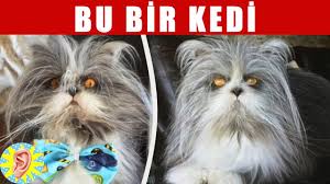 Dunyanin En Pahali 9 Kedisi Youtube