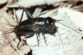 Crickets Umn Extension