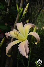 » search the daylilies database: Daylily Magic Red Dirt Ramblings