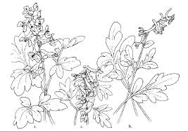Image result for Corydalis mildbraedii