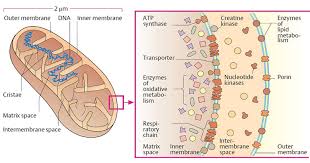 The process of learning a person lasts a lifetime. Mitochondria Definition Structure Functions And Diagram