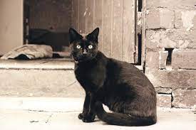 For example, characters from tv, movies, or literature work well (such as sylvia and isis, both from the original star trek series, or pluto from edgar allan poe's the black cat).names like these are sure to spark dinnertime conversation. 189 Creative Names For Black Cats Lovetoknow