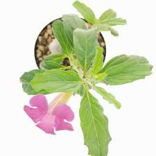 Image result for Pterodiscus elliottii