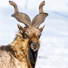Markhor Markhor Animals Animals With Horns