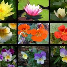 Maybe you would like to learn more about one of these? Pdf Detection And Recognition Of Flower Image Based On Ssd Network In Video Stream