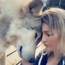 Zeus Gray Wolf Dog Ambassador Appreciation