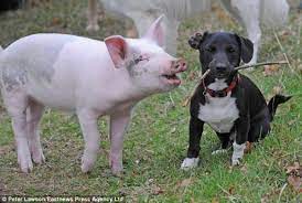 Some of the dogs i do not know the origin of. Dogs And Pigs Are Bffs Here S Proof In 11 Pictures
