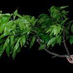 Image result for Lannea welwitschii