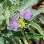 Image result for Commelina albescens