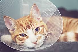 Heart Murmurs In Cats Symptoms Treatment Life Expectancy We Re All About Cats