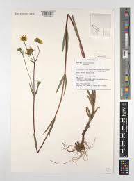 Image result for Guizotia scabra