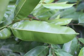 Image result for Chrysophyllum welwitschii