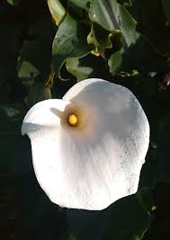White calla lily bouquets are so elegant, as is the calla flower itself. Page 3 Royalty Free Calla Lily Photos Free Download Pxfuel