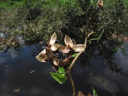 Image result for Ipomoea rubens