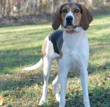 Black And Tan Treeing Walker Coonhound Beagle Mix Treeing Walker Coonhound Dog For Adoption In Rocky Mount Va Adn 753431 On Puppyfinder Com Gender Female Age Treeing Walker Coonhound Coonhound Dog Adoption