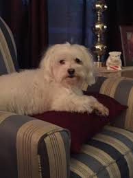 They come in all shapes and sizes, from big to small. Little White Dogs Rule Home Facebook