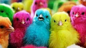 Gambar koleksi mewarnai gambar ayam betina sapawarga. Ternyata Seperti Ini Cara Pedagang Mewarnai Anak Ayam Videonya Bikin Netizen Bilang Jahat Sekali Tribunstyle Com