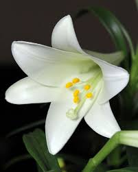 We did not find results for: 100 Lily Flowers Varieties Names And Pictures Florgeous