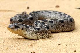 Roll it onto its stomach and it will immediately turn upside down again Southern Hognose Snakes Conservation For Data Deficient Species The Orianne Society
