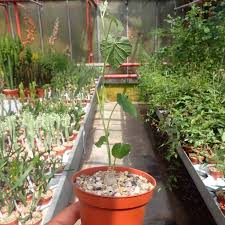 Image result for Ipomoea verbascoidea